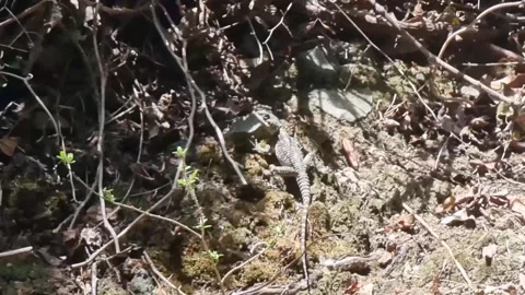 Cyprus rock agama lizard on forest floor Video stock 328096210