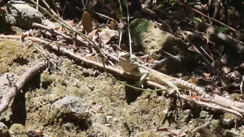 Cyprus rock agama lizard on forest floor Stock Footage 328096480