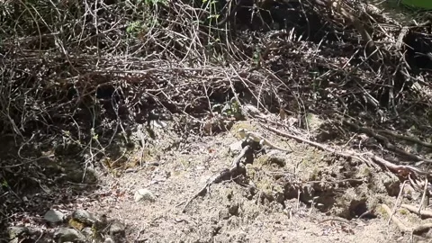 Cyprus rock agama lizard on forest floor Stock Footage 328096527