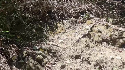 Cyprus rock agama lizard on forest floor Video stock 328096529