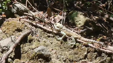Cyprus rock agama lizard on forest floor Stock Footage 328096530