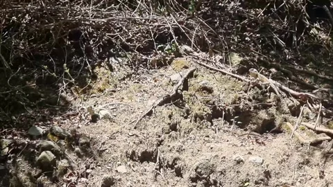 Cyprus rock agama lizard on forest floor Stock Footage 328096531