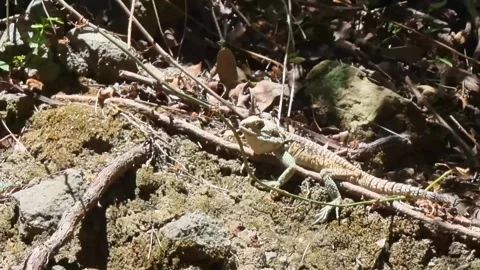 Cyprus rock agama lizard on forest floor Stock Footage 328096659