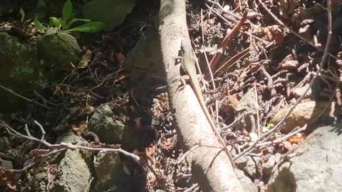 Cyprus rock agama lizard on log near waterfall Video stock 328096204