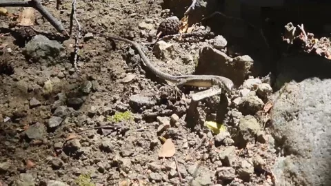 Cyprus rock agama lizard on log near waterfall Stock Footage 328096207