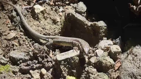 Cyprus rock agama lizard on log near waterfall Stock Footage 328096209