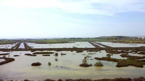 Cyprus swamp lake in spring. Video stock 175273436