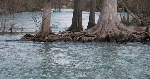 Cyprus Tree in Guadalupe River below dam Texas 4K Stock-Footage 103331794