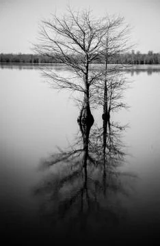 Cyprus Tree Stock Photos