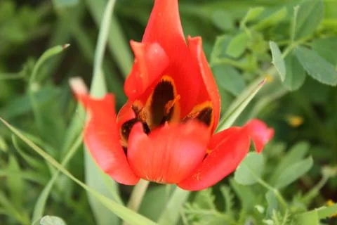 Cyprus tulip Stock Photos