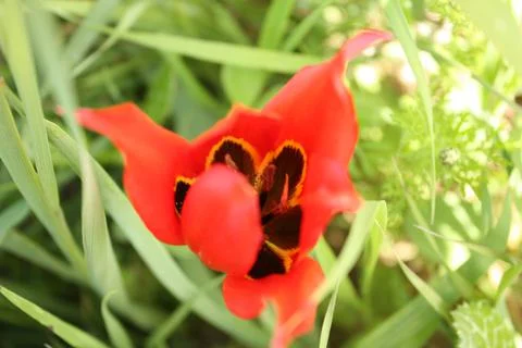 Cyprus tulip Stock Photos
