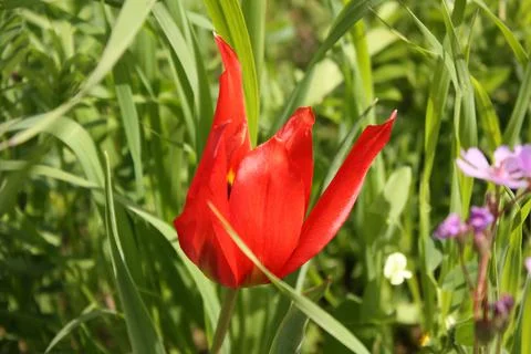 Cyprus tulip Stock Photos