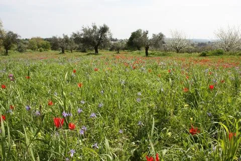 Cyprus tulip Stock Photos