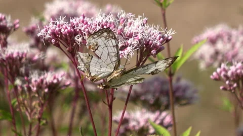 Cyrestis thyodamas. Common map butterfly feeding on nectar. 4K. Closeup Stock Footage 141856232