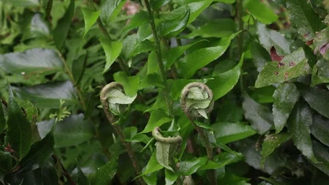 Cyrtomium falcatum Stock Footage 265926587