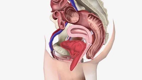 Cystocele Grade Is The Mildest Form Of Stock Video Pond