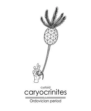 Cystoid Caryocrinites Stock Illustration