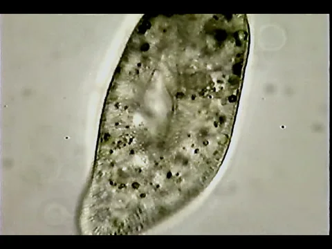 Cytoplasmic flow Video stock 932787