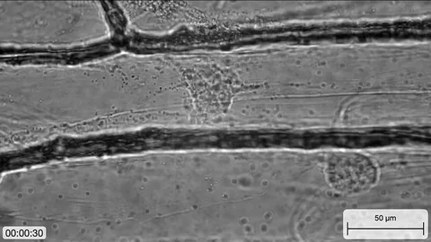 Cytoplasmic streaming Stock Footage 81428631