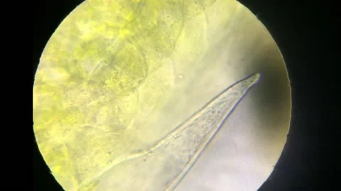 Cytoplasmic Streaming in Kratom Plant Leaf Cells - Mitragyna Speciosa Microscopy Stockbeeldmateriaal 148792888