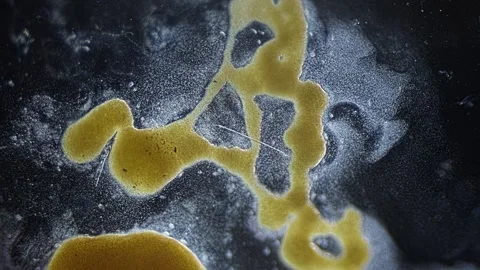 Cytoplasmic streaming of slime mold Vídeos de archivo 293662978