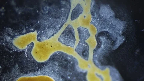 Cytoplasmic streaming of slime mold Stock Footage 293663055