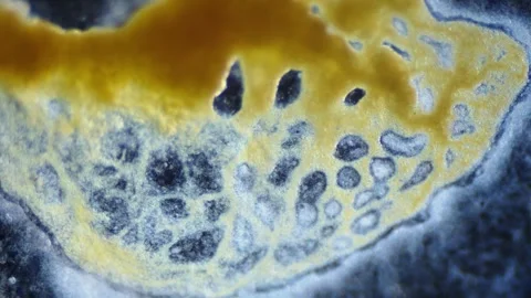 Cytoplasmic streaming of slime mold Stock Footage 293663062