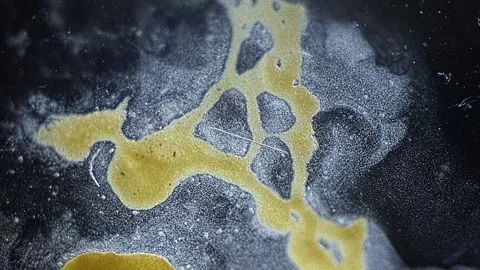 Cytoplasmic streaming of slime mold Video stock 293663128