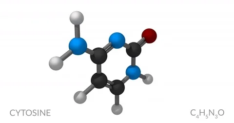 Cytosine molecule, rotating seamless loop, 3d animation, 4k 30fps Stock Footage 78813809
