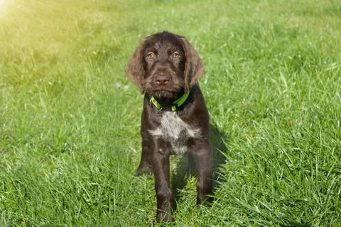 Czech pointer dog/  eight - week puppy of hunter dog named Cesky fousek Stock Photos