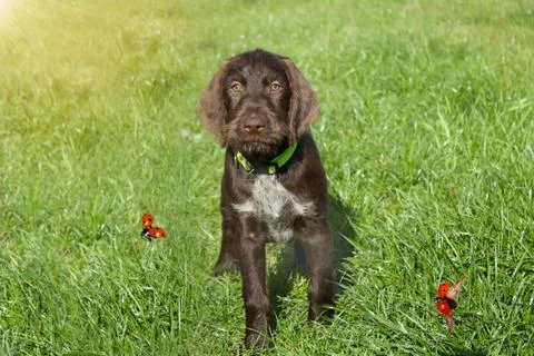 Czech pointer dog/  eight - week puppy of hunter dog named Cesky fousek Stock Photos