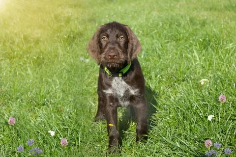 Czech pointer dog/  eight - week puppy of hunter dog named Cesky fousek Stock Photos