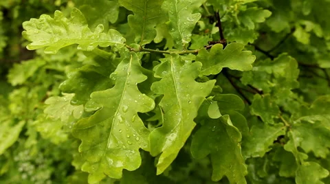 CZECH REPUBLIC FOREST OAK LEAF LEAVES FOLIAGE RAIN Stock Footage 44896701