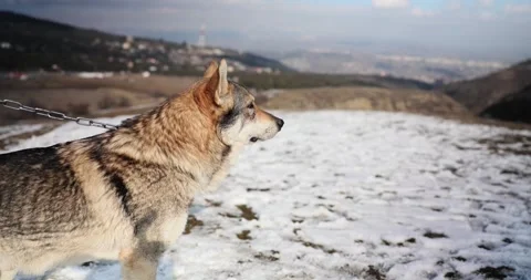Czech wolf-dog on top of mountain with Stock Video Pond5