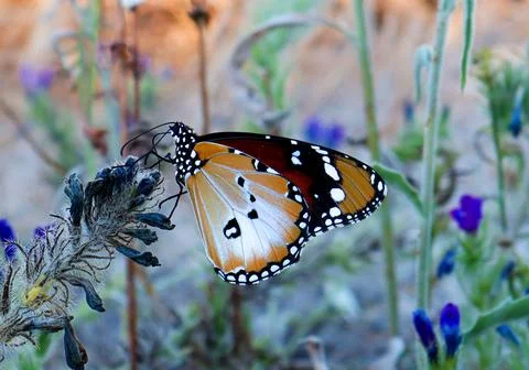 D chrysippus butterfly perched on a dried flower in a vibrant field during .. Stock Photos