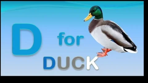 D For Duck Stock Footage 311423224