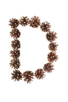 D letter made of pine cone Stock Photos