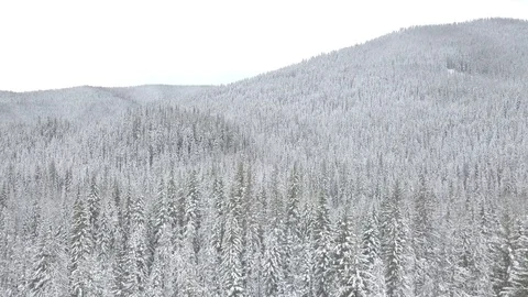 [D-LOG] 4K Snowy Mountain forest trees Stock Footage 114510427
