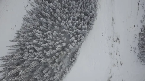 [D-LOG] 4K Snowy Mountain forest trees Stock Footage 114516522