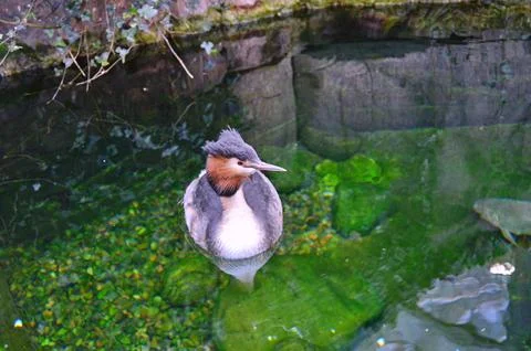 D u c k Stock Photos