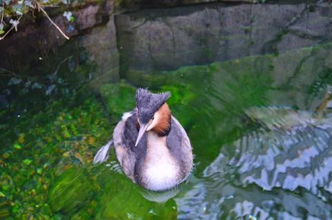 D u c k Stock Photos