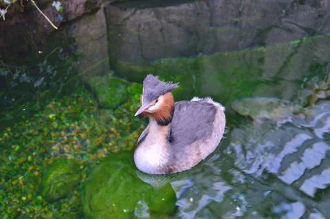 D u c k Stock Photos