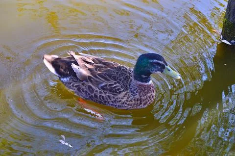 D u c k Stock Photos