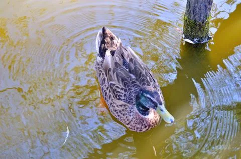 D u c k Stock Photos