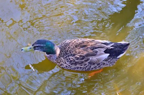 D u c k Stock Photos