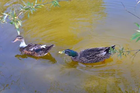 D u c k Stock Photos