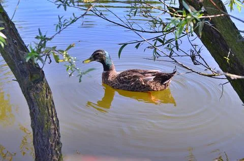 D u c k Stock Photos