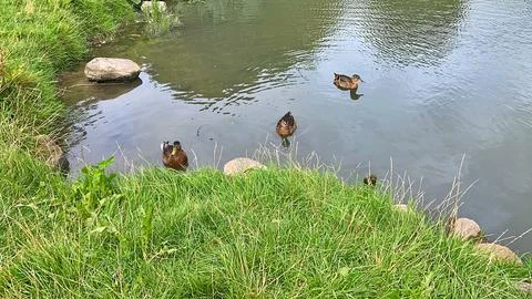 D u c k Stock Photos