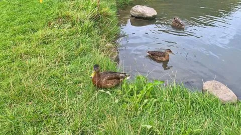 D u c k Stock Photos