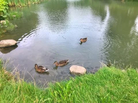 D u c k Stock Photos